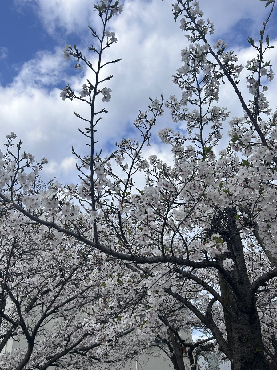 来栖@予定は未定 tweet media