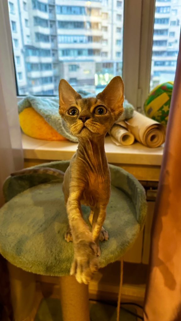 похер, танцуйте tweet media