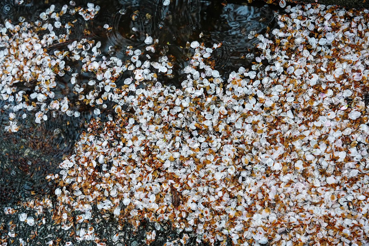 Skykid🍁 tweet media