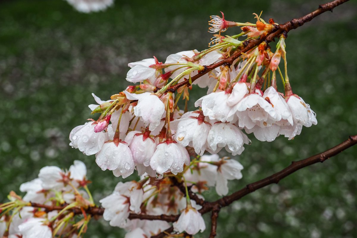 Skykid🍁 tweet media