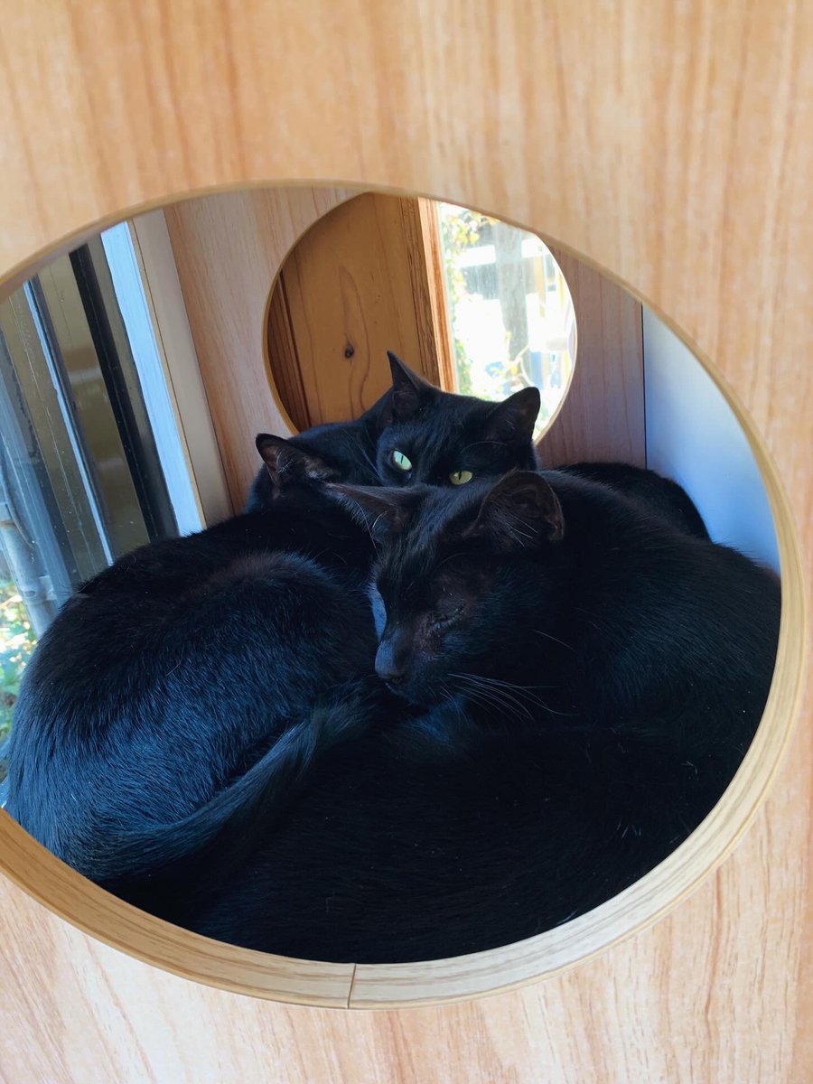 保護猫カフェうたたね tweet media