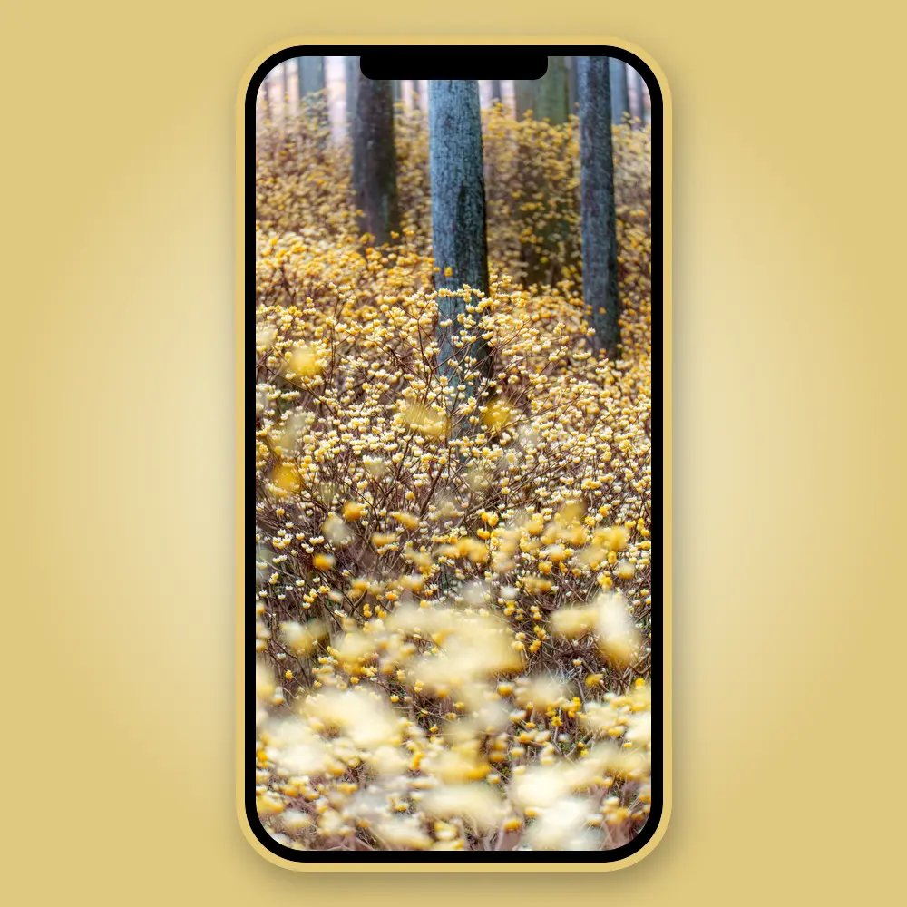 ふがまるちゃん@三重を撮る人 tweet media