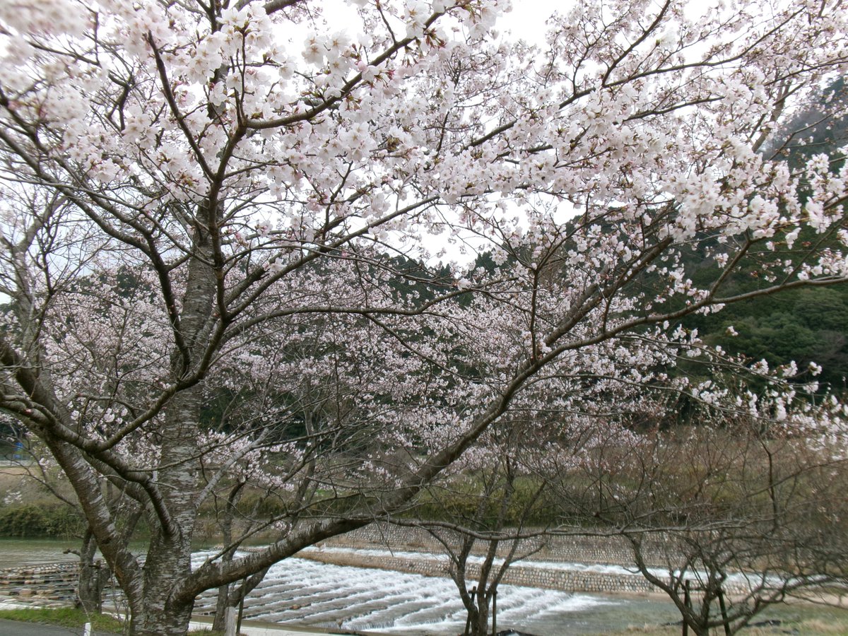 MlitTomata's tweet photo. 奥津湖周辺の桜の様子です🌸
まだつぼみの木も多くあり、
満開の桜、すでに咲き終わった木など
日々景色が変わりますのでいつでも楽しめます♪
そろそろ満開のところも多そうですので
ぜひ鏡野町奥津湖周辺までお越しください🌸🌸🌸 https://t.co/vIwsVt3LcH