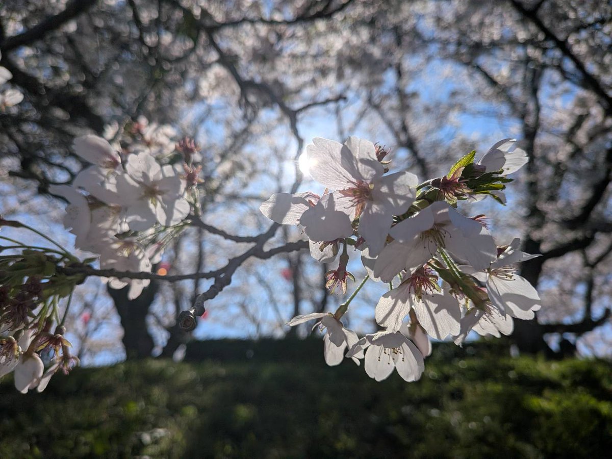 ✹ 𝕊𝕆𝕃𝕌ℕ𝔸 ☾ tweet media