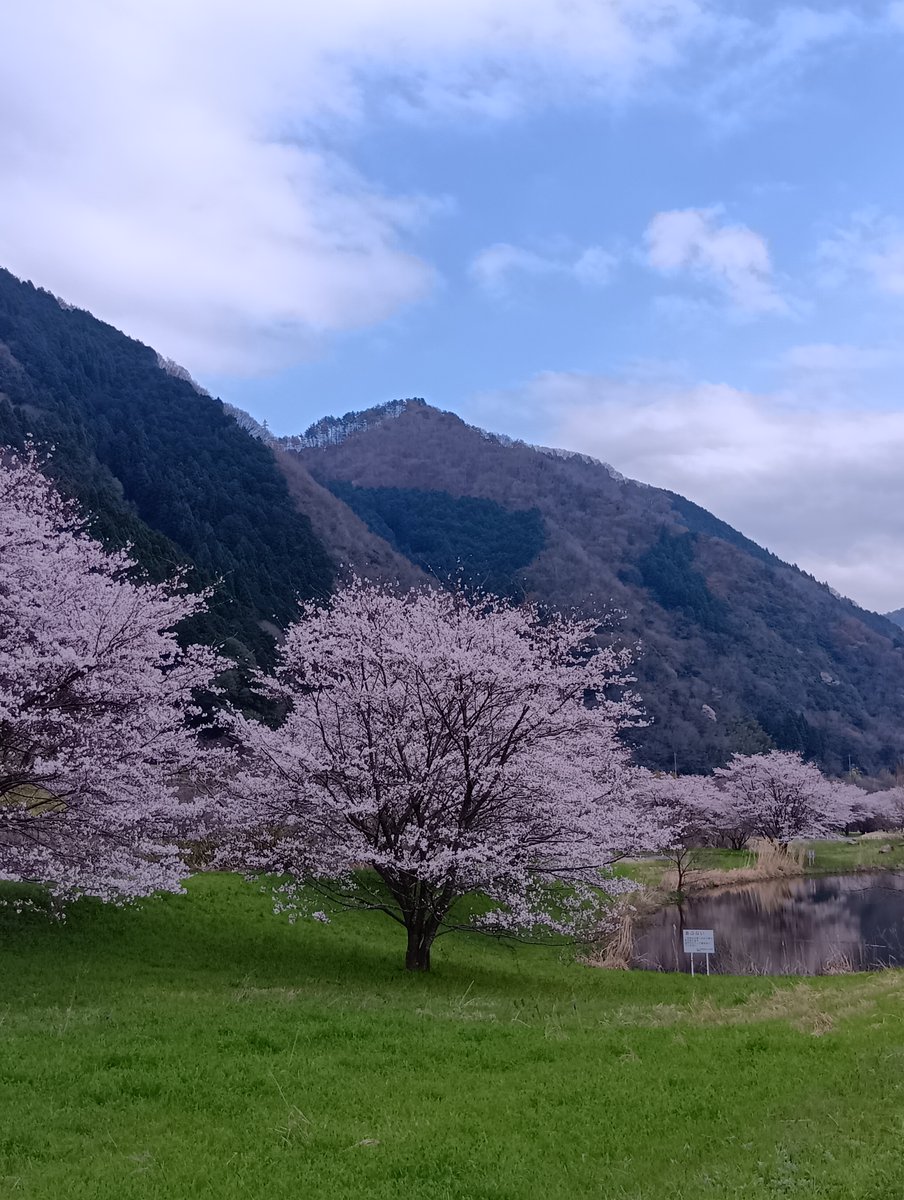 MlitTomata's tweet photo. 奥津湖周辺の桜の様子です🌸
まだつぼみの木も多くあり、
満開の桜、すでに咲き終わった木など
日々景色が変わりますのでいつでも楽しめます♪
そろそろ満開のところも多そうですので
ぜひ鏡野町奥津湖周辺までお越しください🌸🌸🌸 https://t.co/vIwsVt3LcH