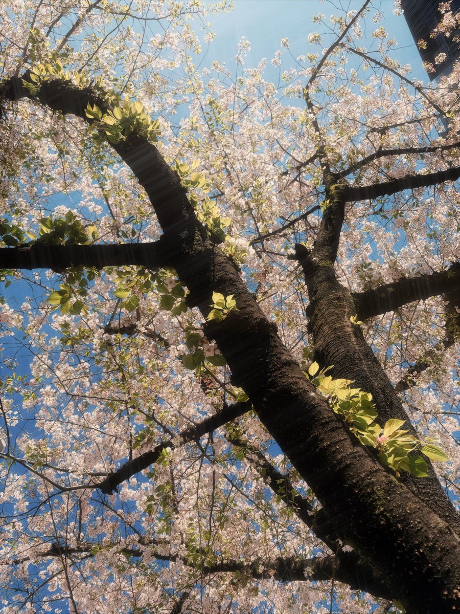 𝗪𝗜𝗟𝗗 𝗕𝗟𝗨𝗘 tweet media