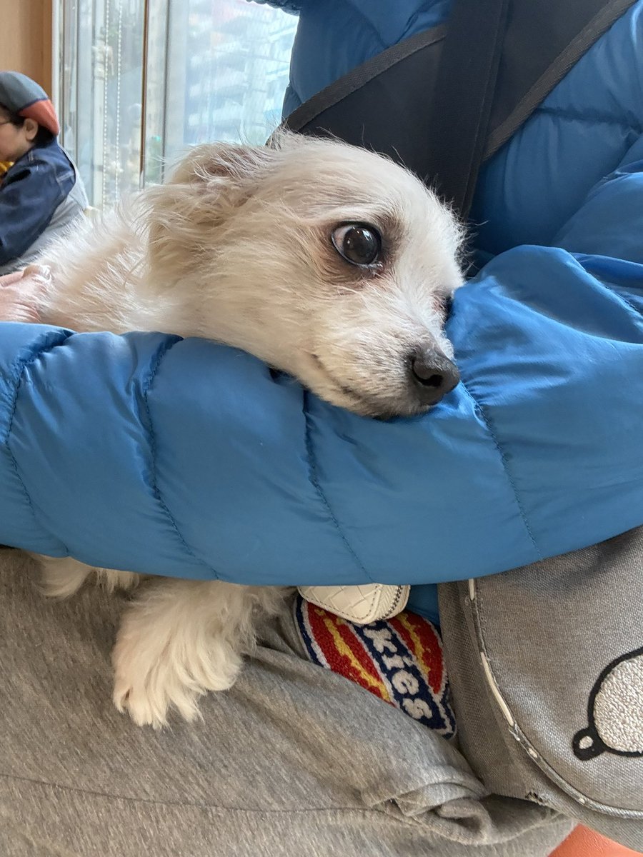 Live Space マリールー tweet media