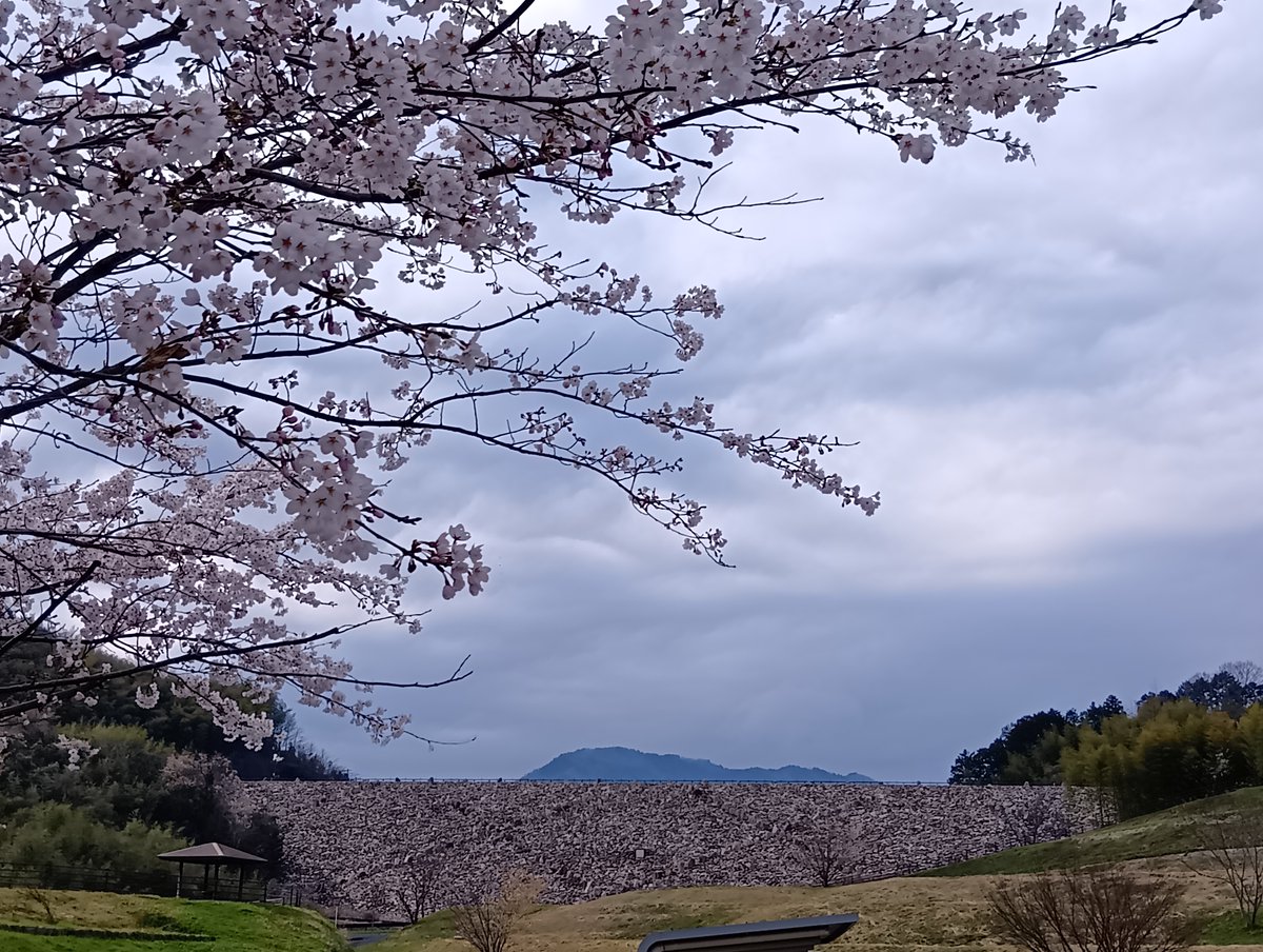 MlitTomata's tweet photo. 奥津湖周辺の桜の様子です🌸
まだつぼみの木も多くあり、
満開の桜、すでに咲き終わった木など
日々景色が変わりますのでいつでも楽しめます♪
そろそろ満開のところも多そうですので
ぜひ鏡野町奥津湖周辺までお越しください🌸🌸🌸 https://t.co/vIwsVt3LcH