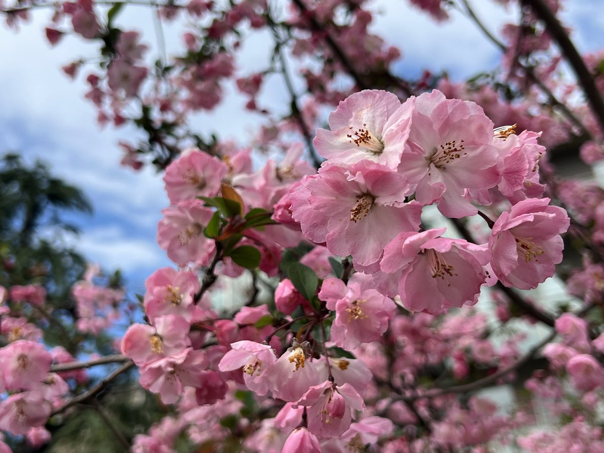 金欠の砂肝🐕 tweet media