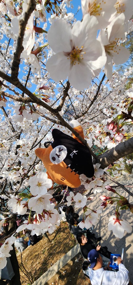 🍊🧡귤ส้ม🍊🧡 tweet media