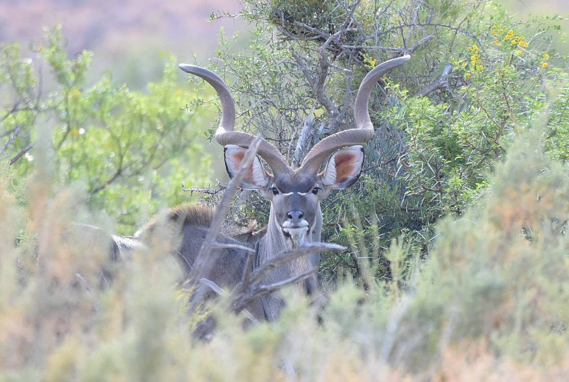 SANParks Mountain Zebra tweet media