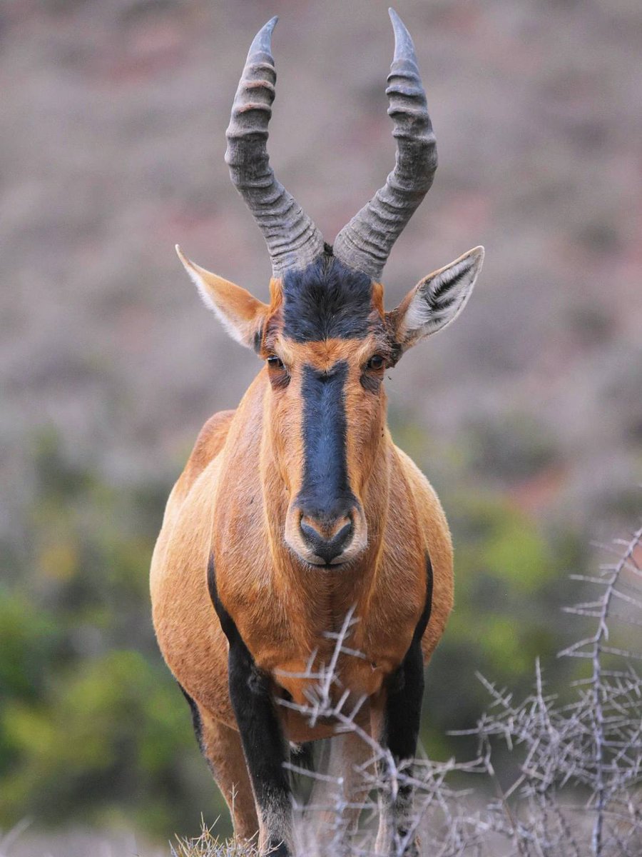 SANParks Mountain Zebra tweet media