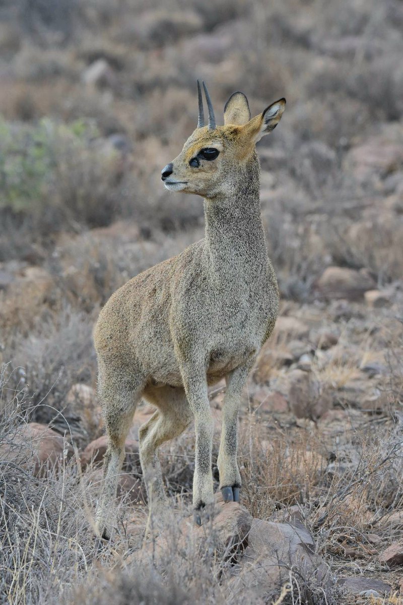 SANParks Mountain Zebra tweet media
