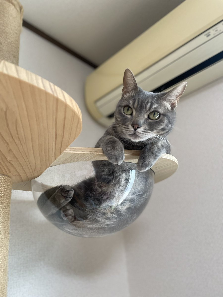 パニック太郎（Game） tweet media