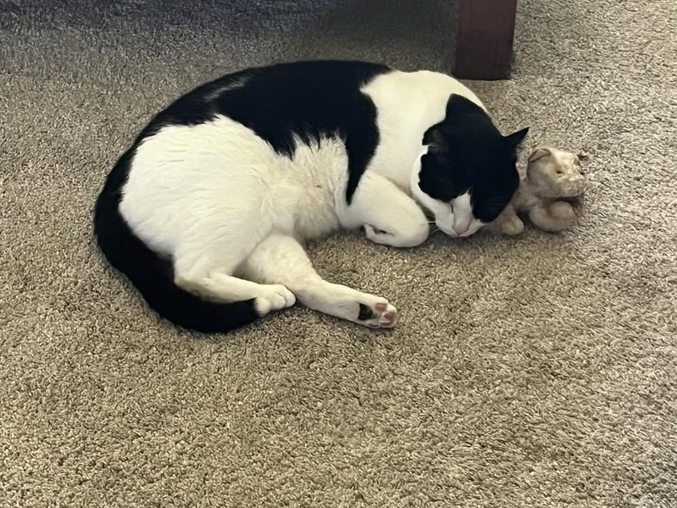 Sara Mary ⭐❤️ tweet media