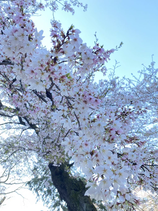 お花見