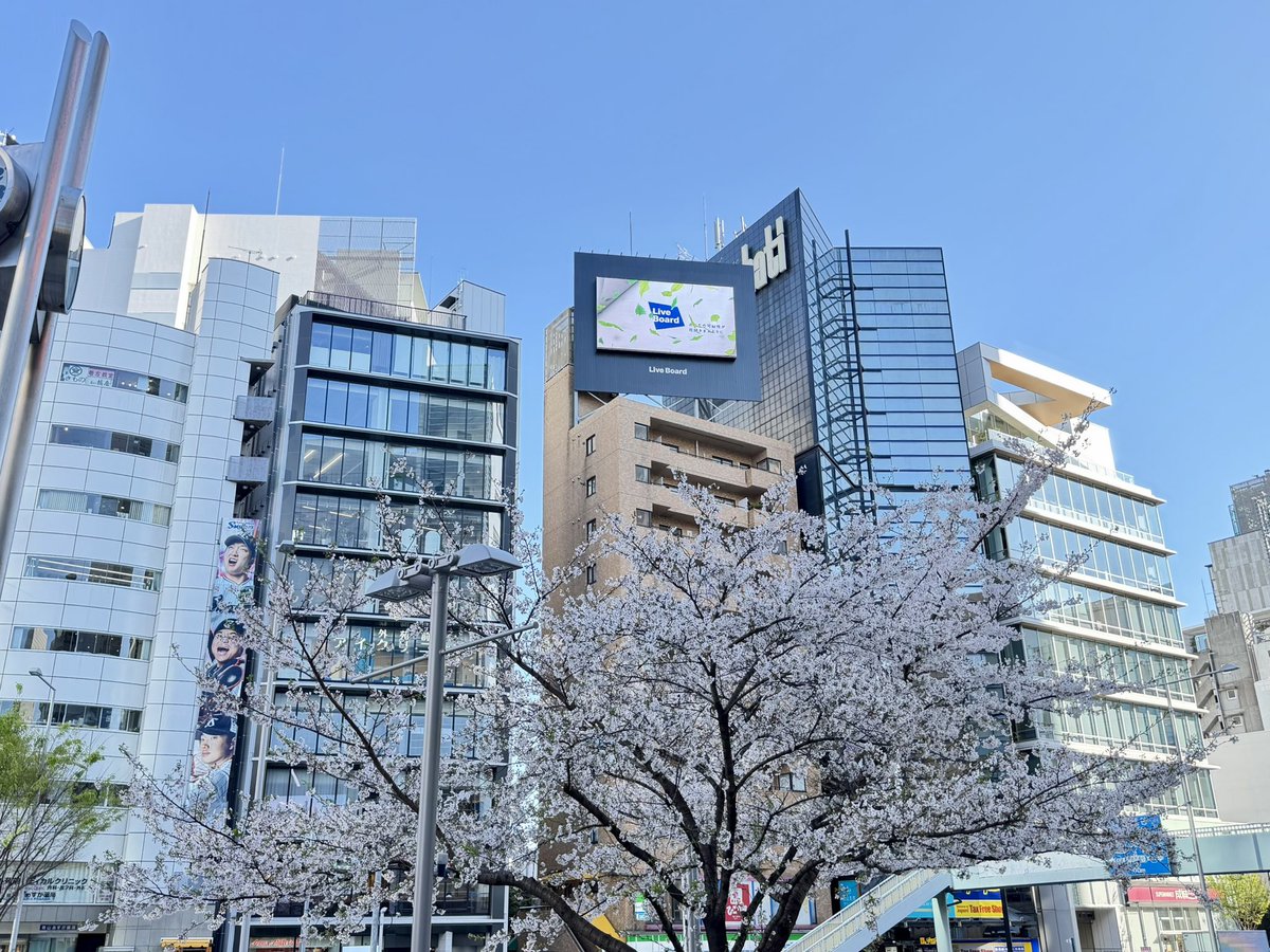 東京ヤクルトスワローズ公式 tweet media