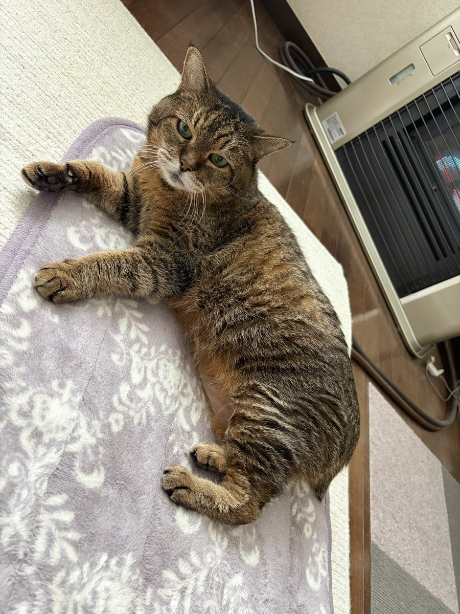 kairi_e's tweet photo. モッチリ🐈 https://t.co/6mPWPtPPwq