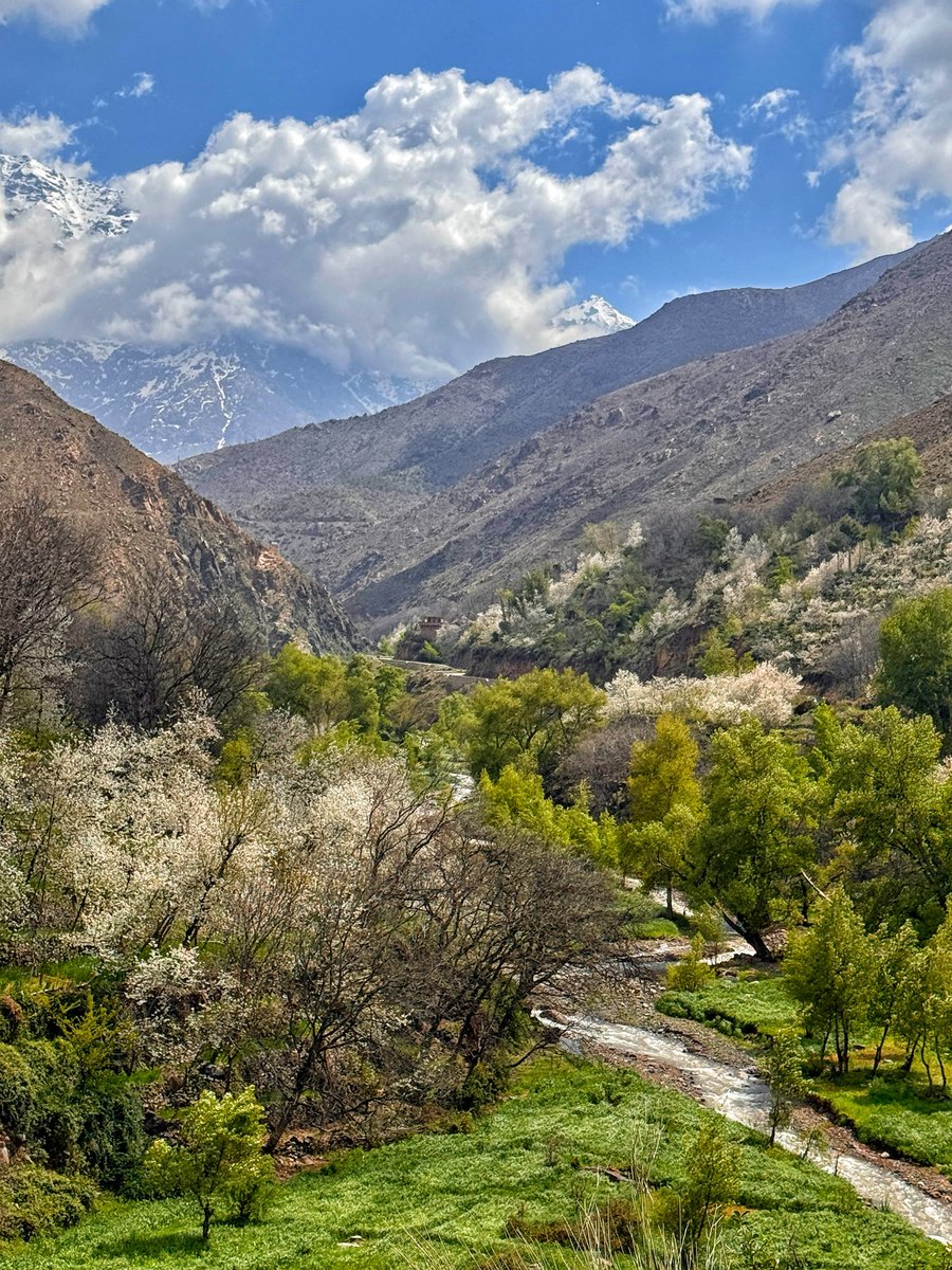 alice morrison tweet media