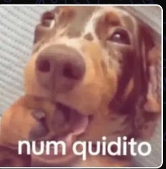 perfil dedicado a gatinhos e peitos tweet media