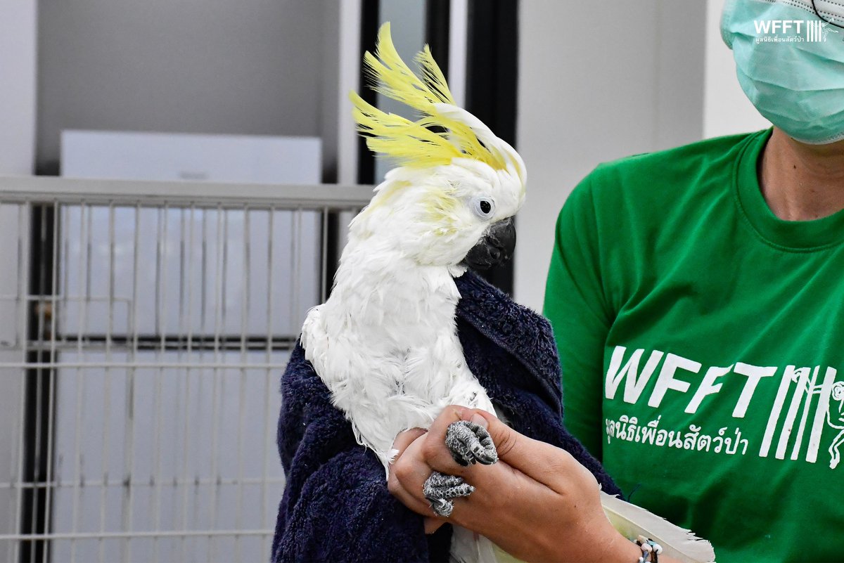 WFFThailand's tweet image. Lady is a Sulphur-crested #Cockatoo, aged between 25-30 years old. These intelligent &amp;amp; highly social #birds can live for an incredible 60-70 years in captivity, meaning Lady still has many years ahead of her with the right care and environment. 

#sanctuary #wildlife #thailand