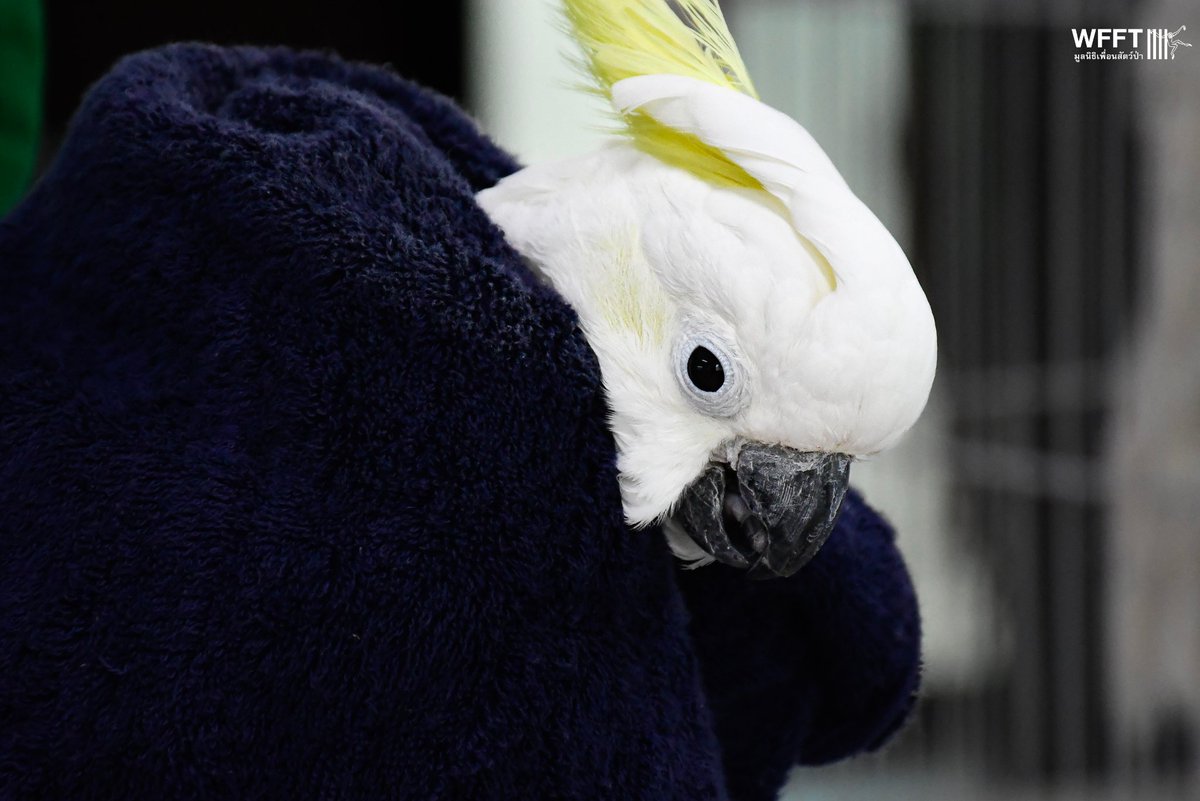 WFFThailand's tweet image. Lady is a Sulphur-crested #Cockatoo, aged between 25-30 years old. These intelligent &amp;amp; highly social #birds can live for an incredible 60-70 years in captivity, meaning Lady still has many years ahead of her with the right care and environment. 

#sanctuary #wildlife #thailand