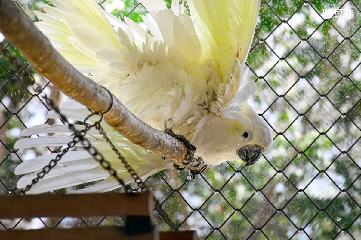 WFFThailand's tweet image. Lady is a Sulphur-crested #Cockatoo, aged between 25-30 years old. These intelligent &amp;amp; highly social #birds can live for an incredible 60-70 years in captivity, meaning Lady still has many years ahead of her with the right care and environment. 

#sanctuary #wildlife #thailand