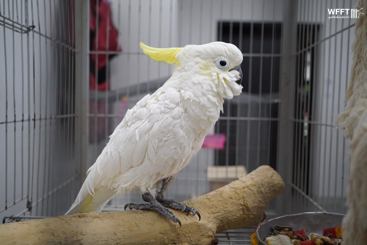 WFFThailand's tweet image. Lady is a Sulphur-crested #Cockatoo, aged between 25-30 years old. These intelligent &amp;amp; highly social #birds can live for an incredible 60-70 years in captivity, meaning Lady still has many years ahead of her with the right care and environment. 

#sanctuary #wildlife #thailand