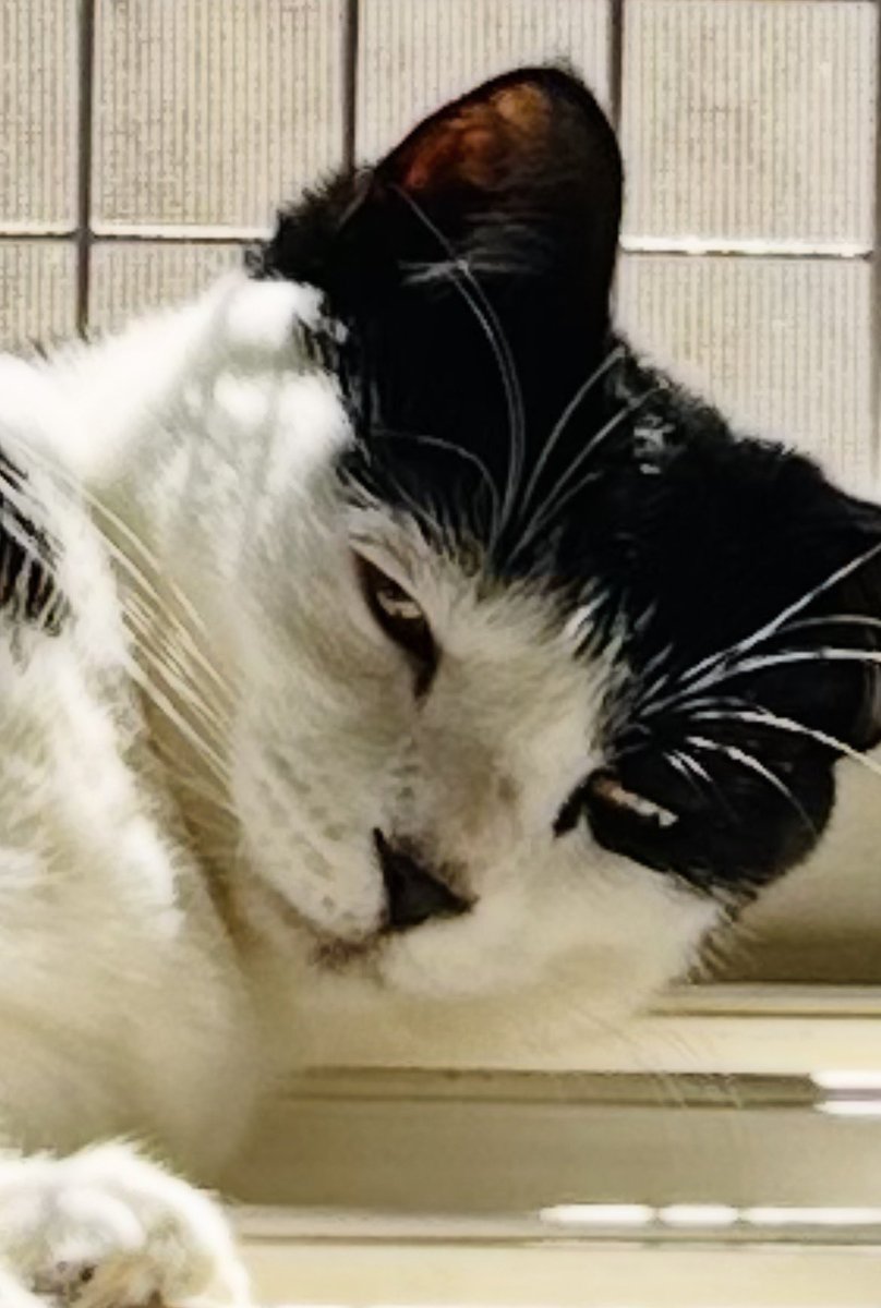 ㅎㅅㅎ🏳️‍🌈 tweet media