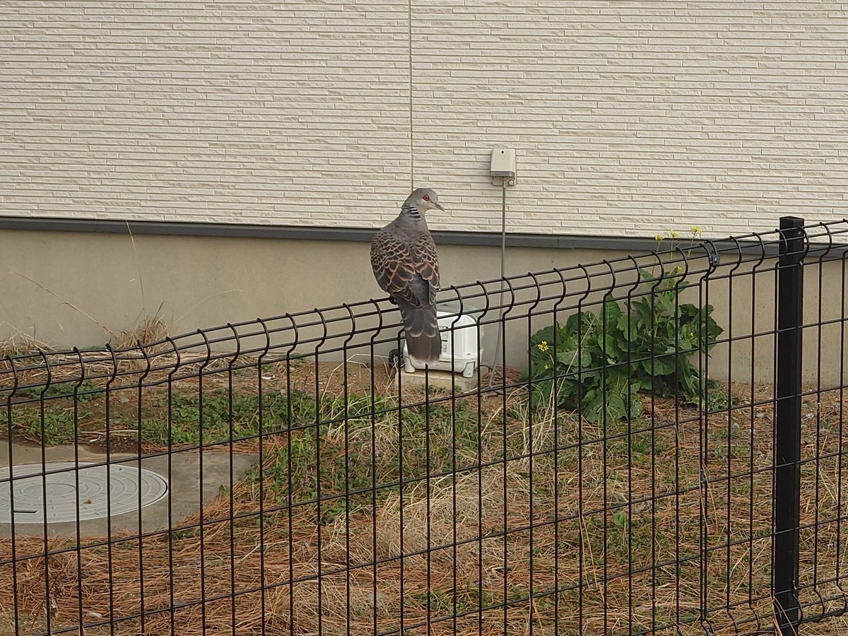 McQueen MR-S🕊#95 tweet media