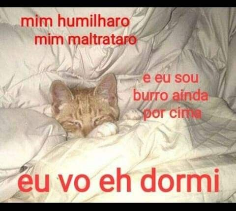 perfil dedicado a gatinhos e peitos tweet media