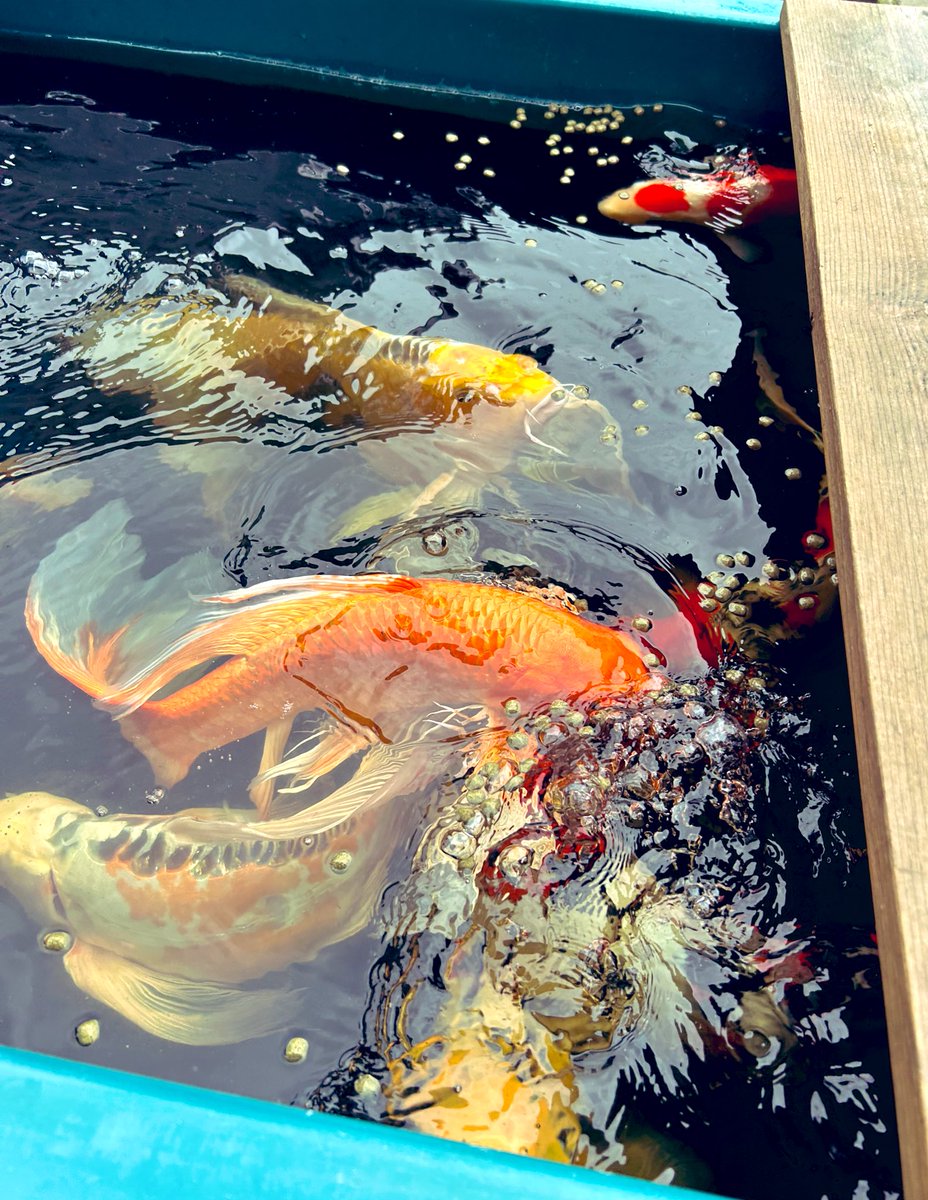 春の鯉たち🐟 