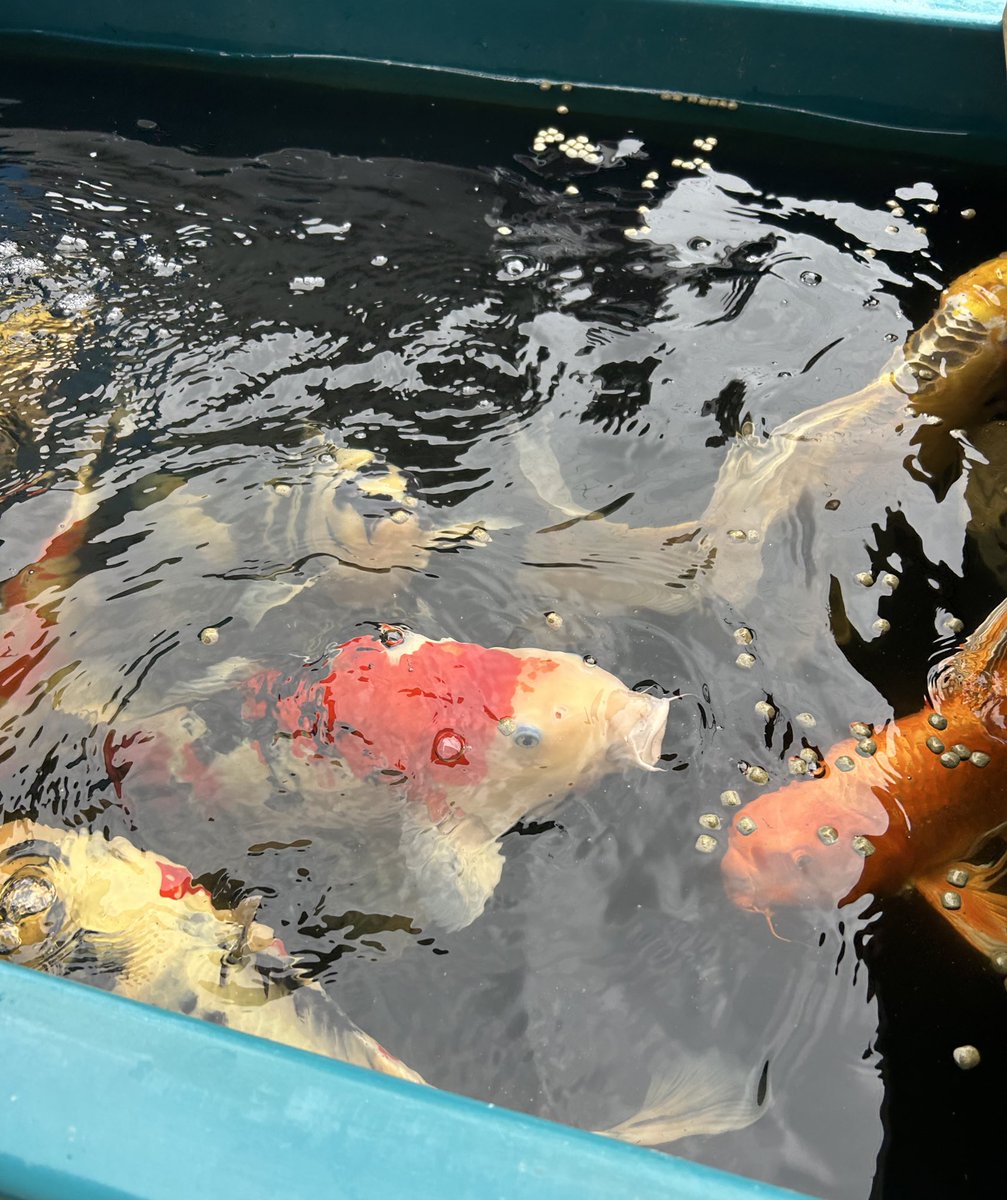 春の鯉たち🐟 