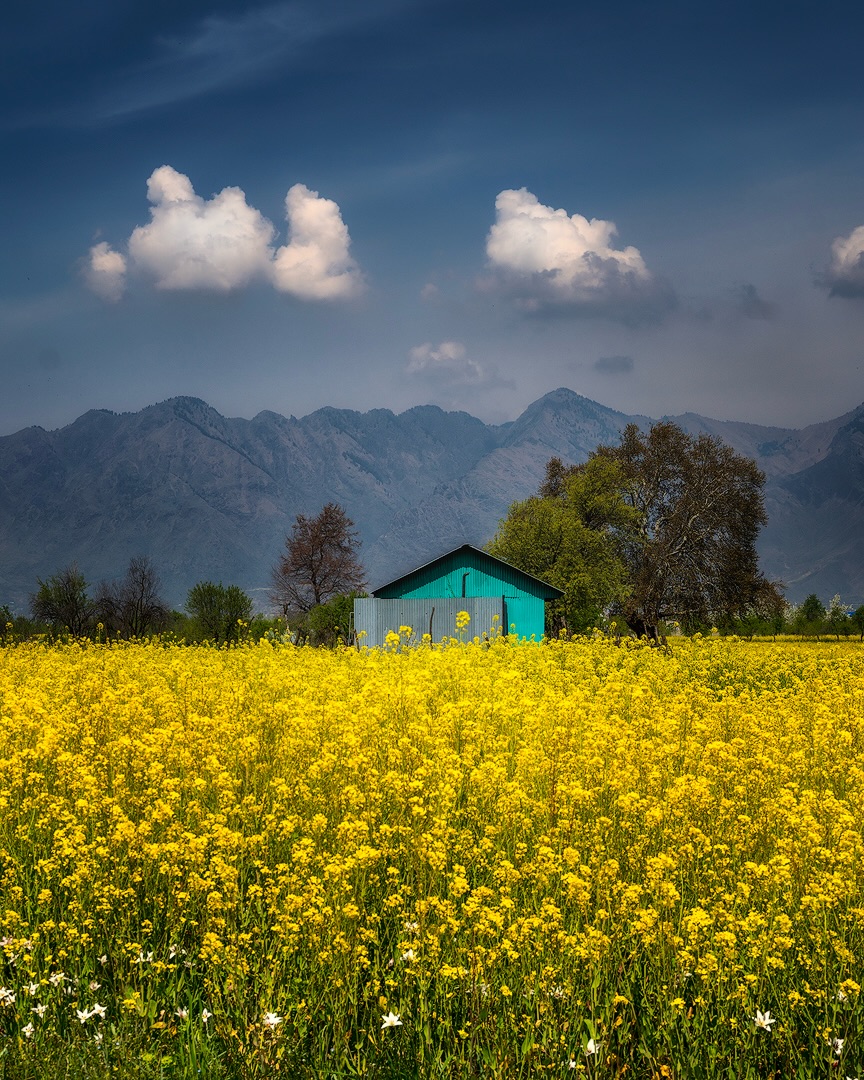 Purely Green tweet media