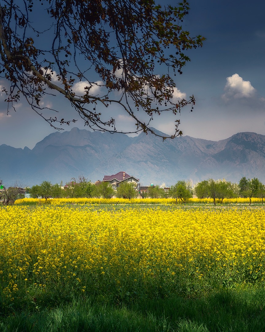 Purely Green tweet media