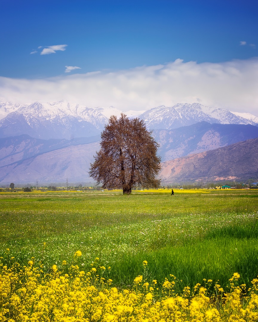 Purely Green tweet media