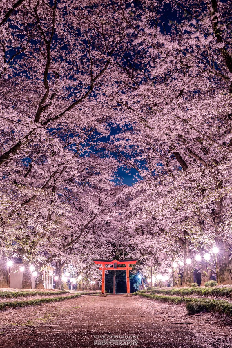 Yuji Shibasaki＠Photo tweet media