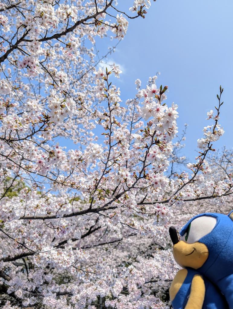 Ham (Travelling the World) @ 🇯🇵 tweet media