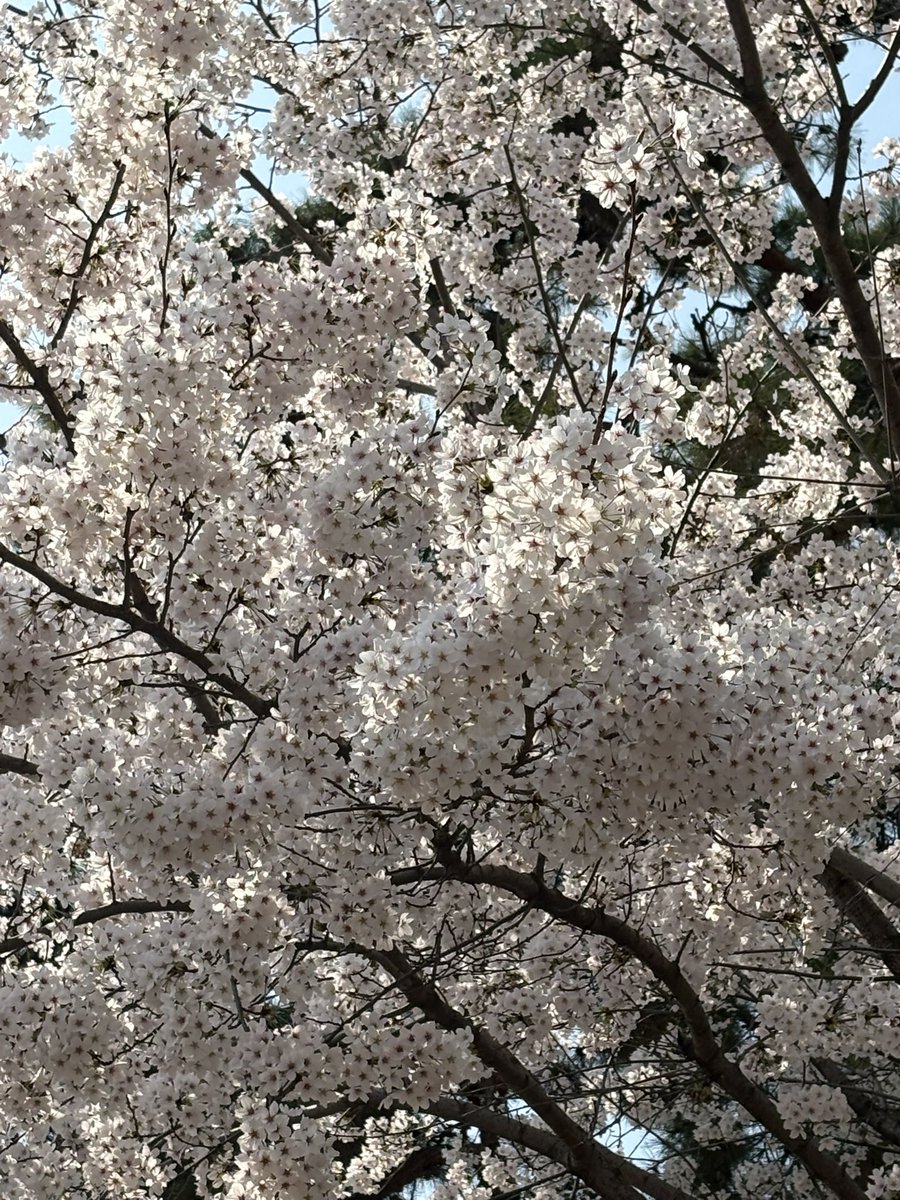 백사(메인트) tweet media