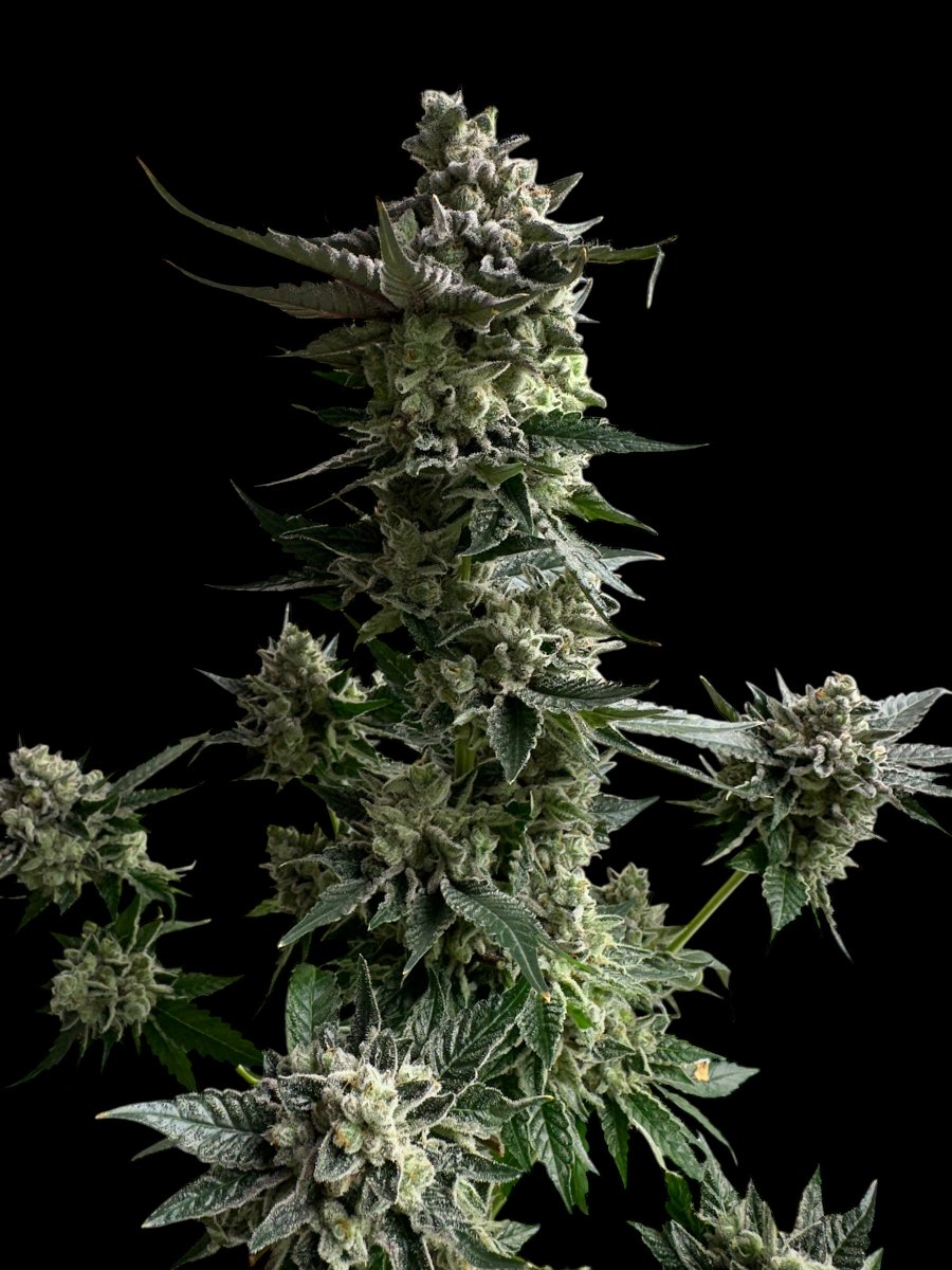 TERPYZ MUTANT GENETICS tweet media