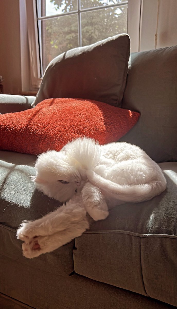 Kodark🃏 tweet media