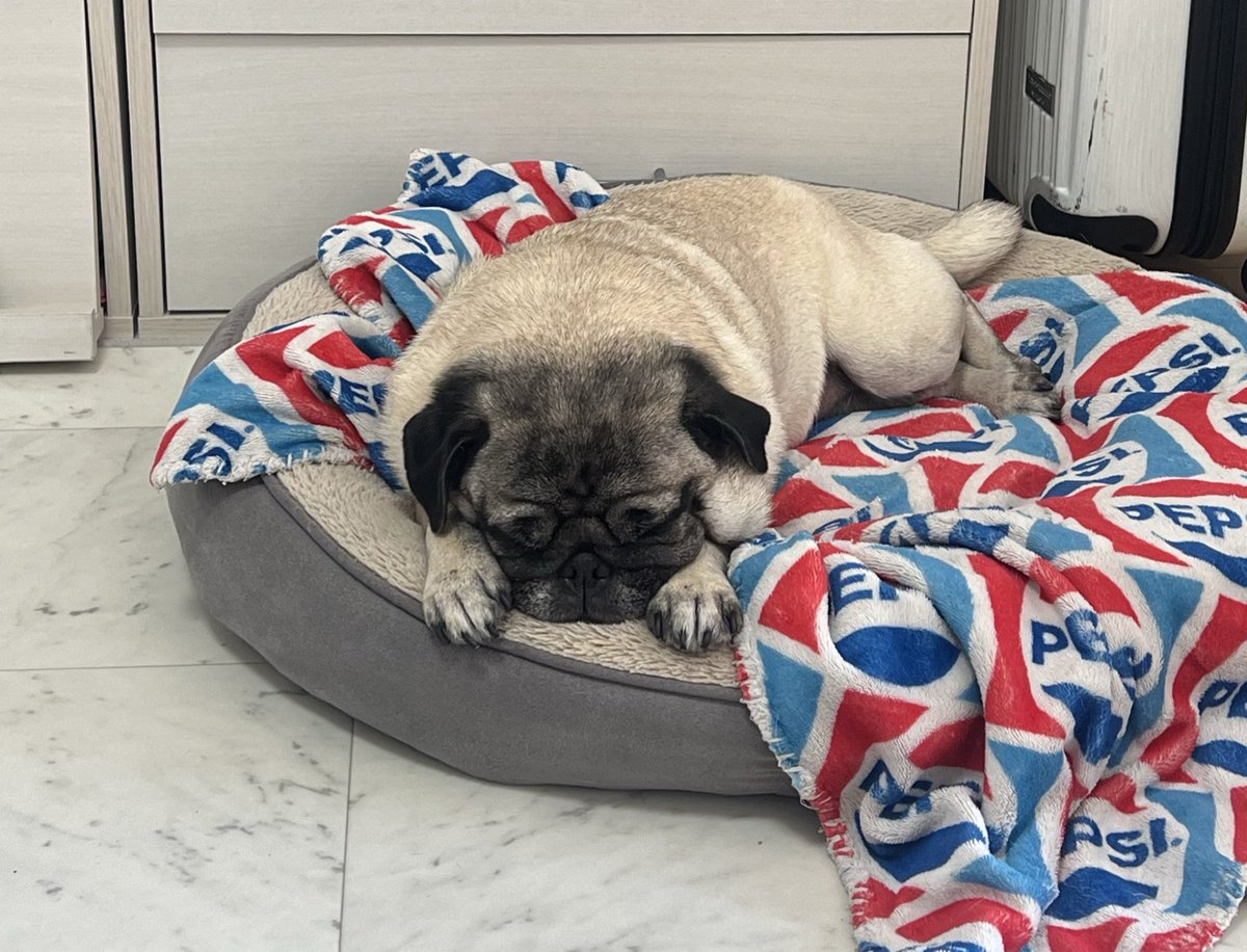 ミニブタのあぽこちぃ tweet media