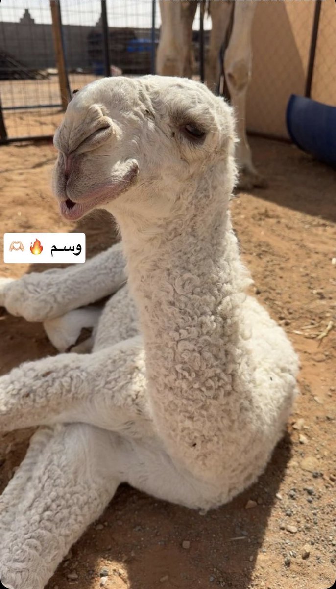 الـسبيعي tweet media