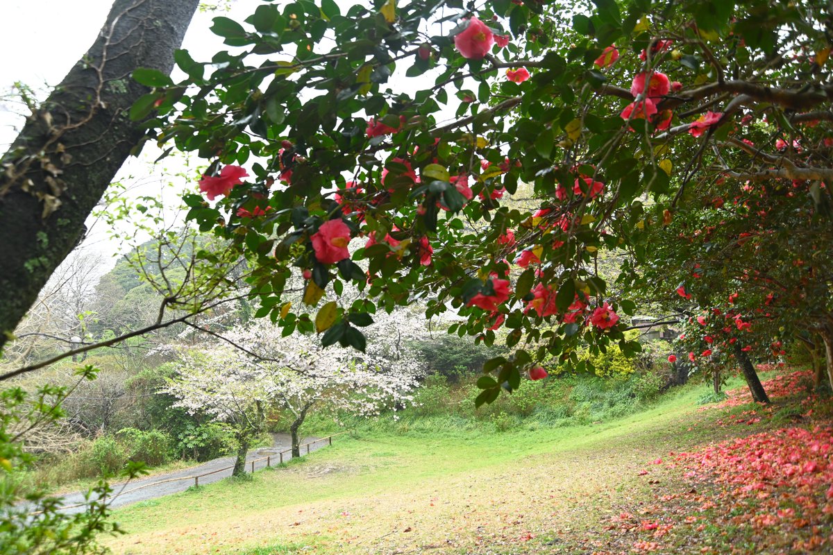 鎌倉市観光協会 tweet media