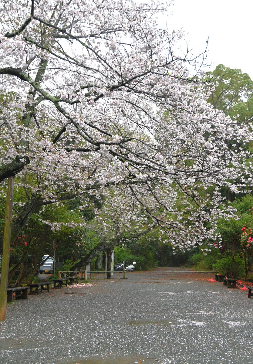 鎌倉市観光協会 tweet media