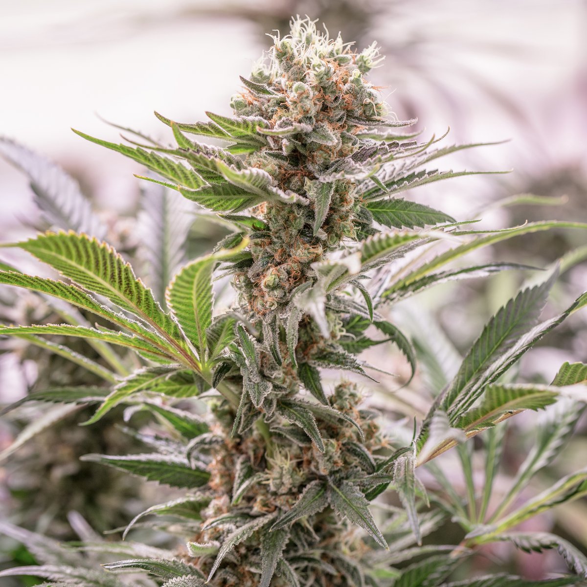 TERPYZ MUTANT GENETICS tweet media