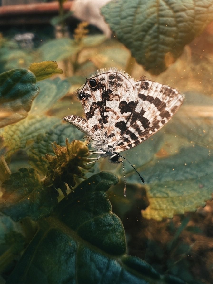 Tatchero tweet media