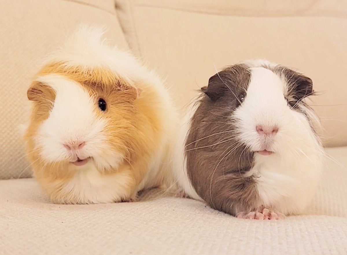 もふもふペットCafe tweet media