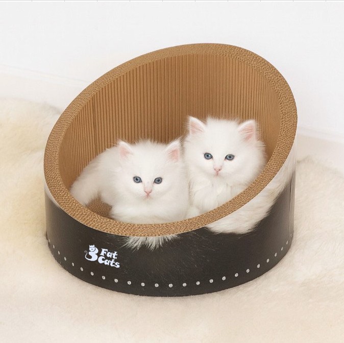 3fatcatsuk's tweet image. Transform your cat's lounging experience with the Daisy Lounger! 🌼 Designed with a lowered opening, it ensures easy access for smaller or less mobile cats. 💤 Check it out today at wix.to/BZwvcBW #CatComfort #DaisyLounger #HappyCats #CatsofTwitter