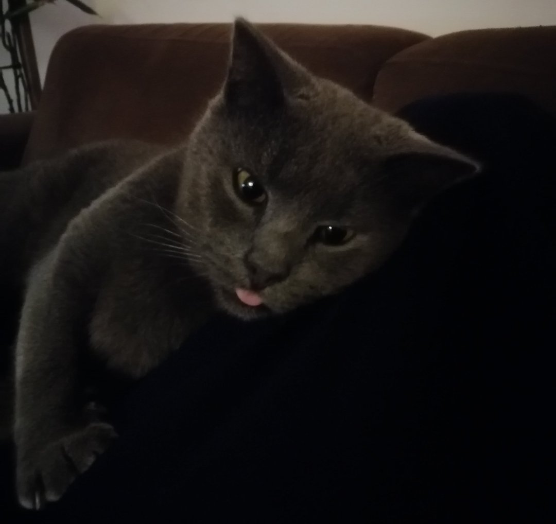 Srđan Luković 2488 tweet media